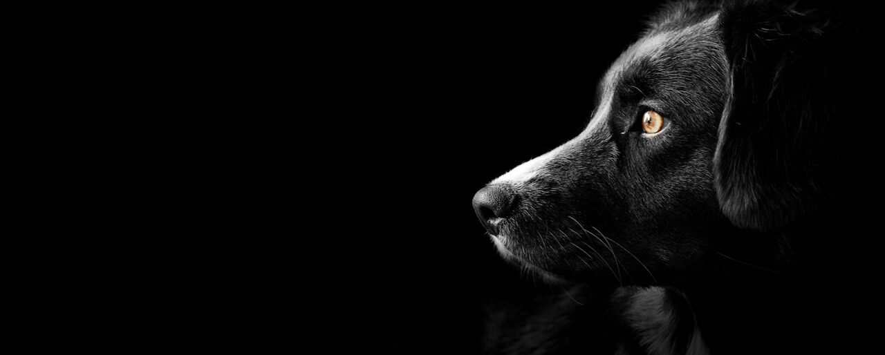 Dogwood Veterinary Specialty and Emergency slider 3