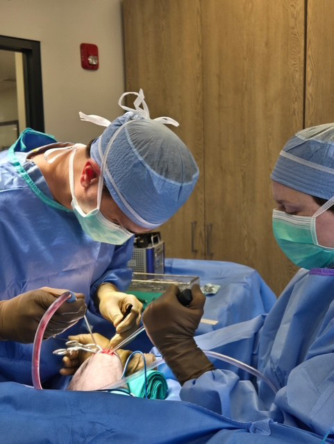 tplo surgery for dogs