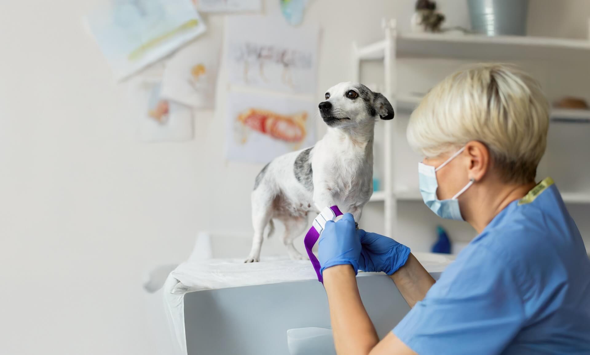 Dogwood Veterinary Specialty and Emergency slider