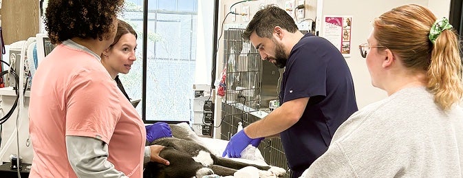 Collaborative team environment