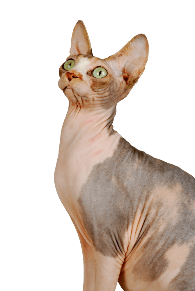 Sphynx Cat