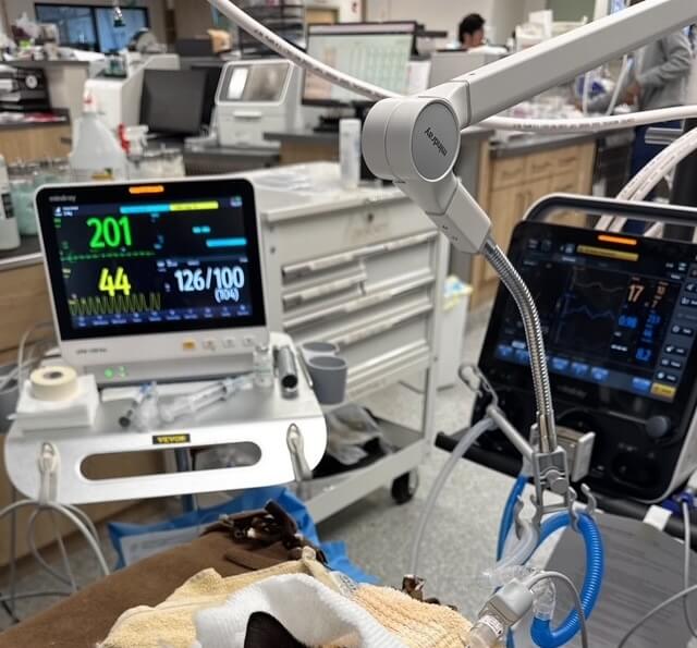 Dogwood Veterinary Specialty and Emergency pet Critical Care