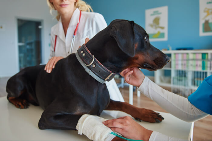 Dogwood Veterinary Specialty and Emergency pet cancer
