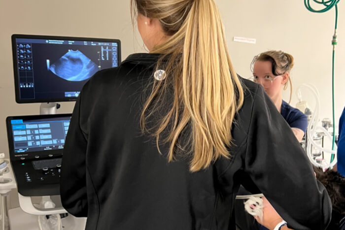 Dogwood Veterinary Specialty and Emergency pet emergency services 