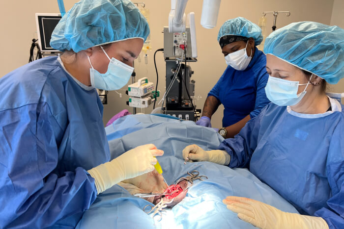 image of veterinarians doing surgery