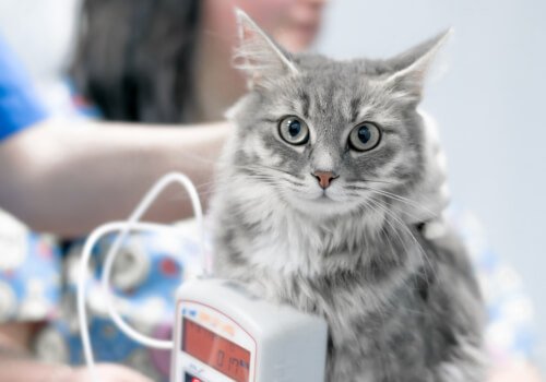 cat cardiology