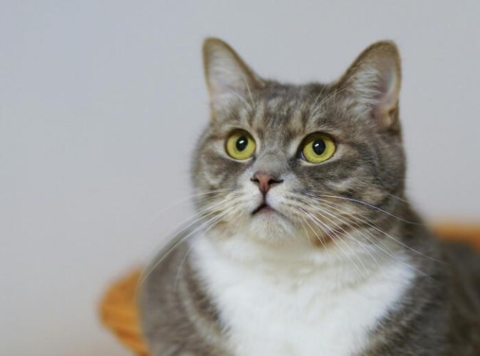 Understanding Subcutaneous Ureteral Bypass (SUB) in Cats