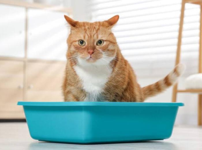 Emergency Alert: Recognizing And Treating Urinary Blockages In Cats