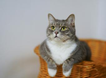 Understanding Subcutaneous Ureteral Bypass (SUB) in Cats