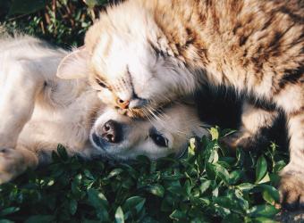 Cancer and Pets: How Can We Prevent It?