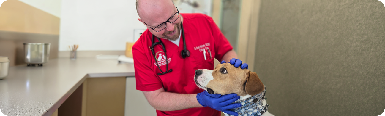 Dogwood Staff is Treating a Dog