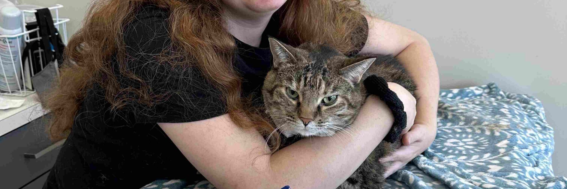 Cat Blood Work Explained: Why Baselines Matter