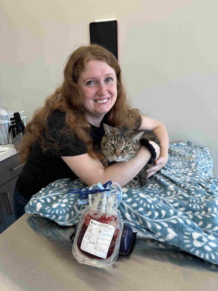 Cat Blood Work Explained: Why Baselines Matter