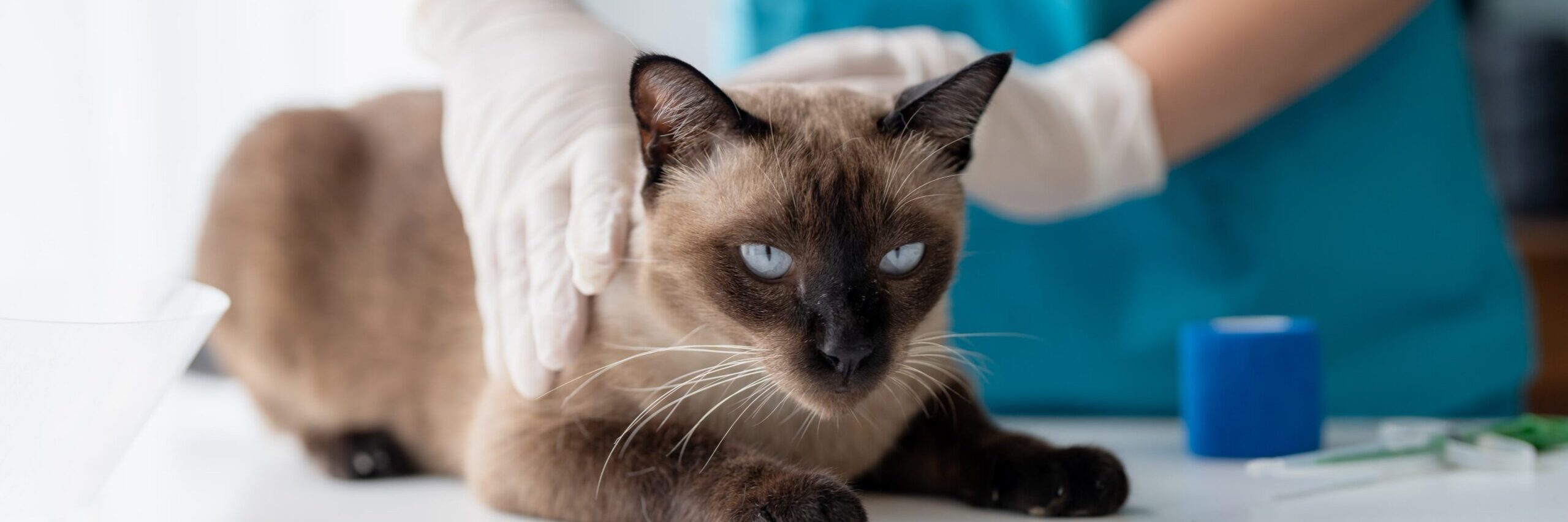 Cat Urinary Blockage: A Life-Threatening Emergency Every Cat Owner Must Know