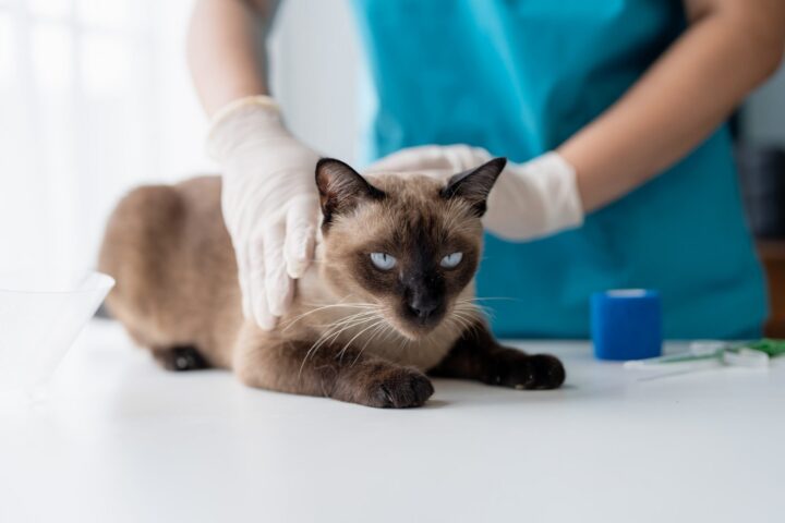 Cat Urinary Blockage: A Life-Threatening Emergency Every Cat Owner Must Know