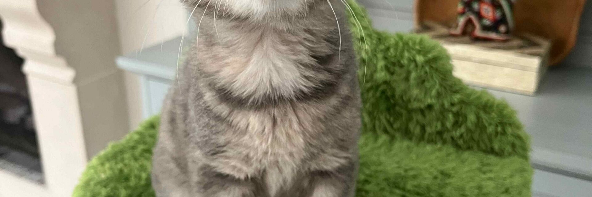 Do Indoor Cats Need Vaccines?