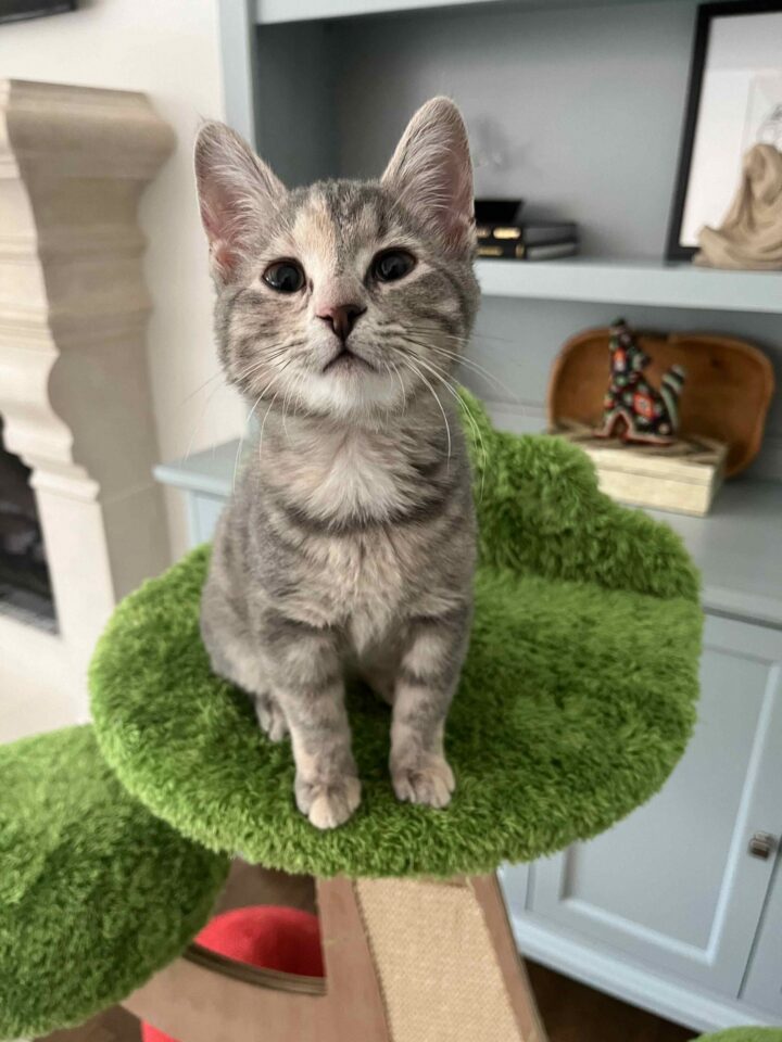 Do Indoor Cats Need Vaccines?