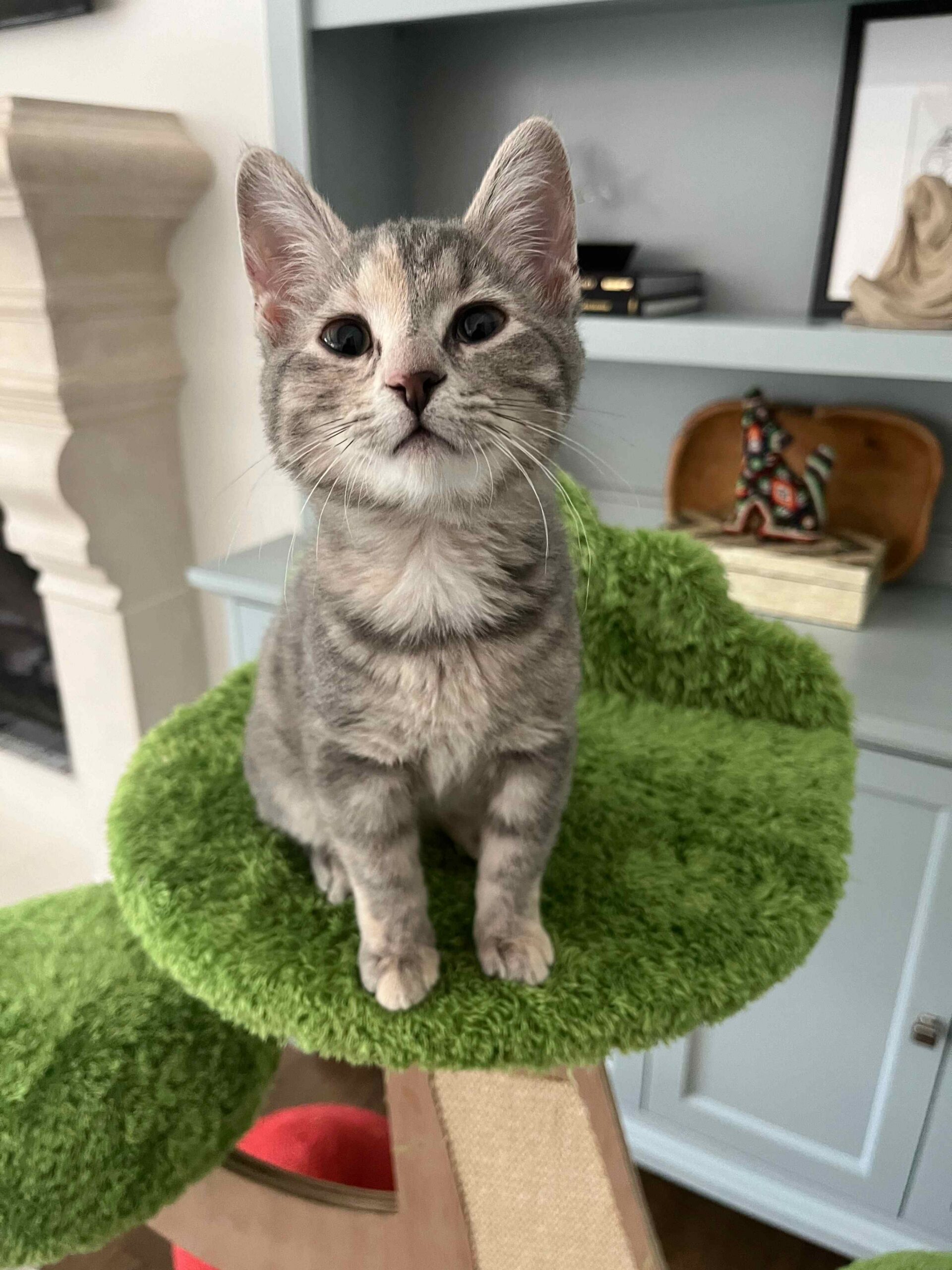 Do Indoor Cats Need Vaccines?