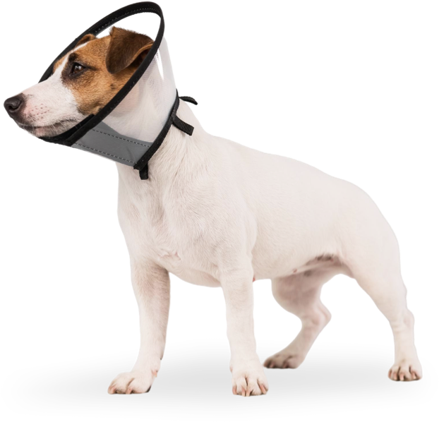 Dog with a Cone