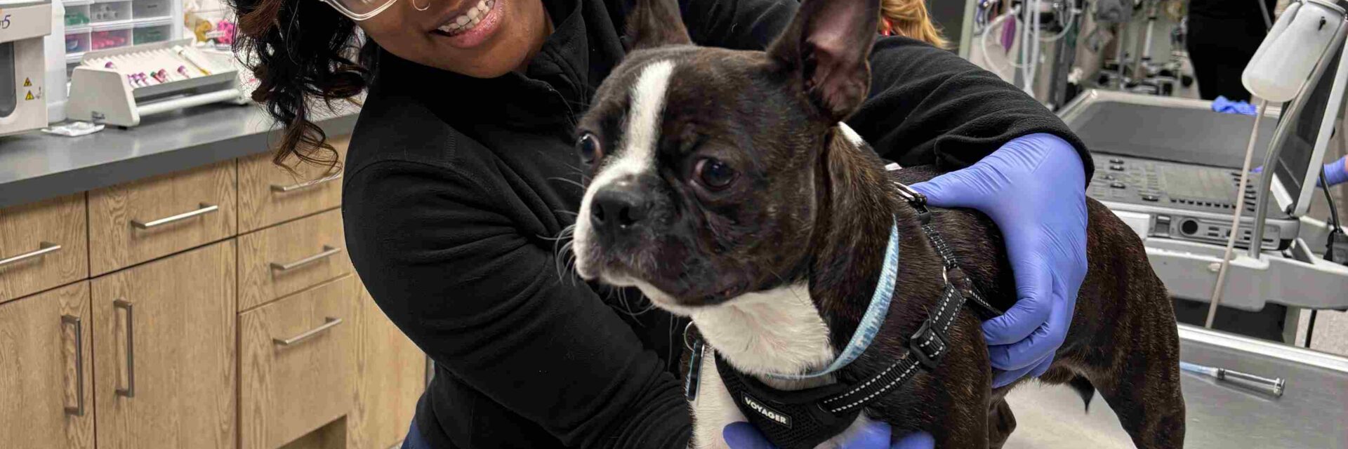 Dog Lab Work by Life Stage: Puppies to Seniors