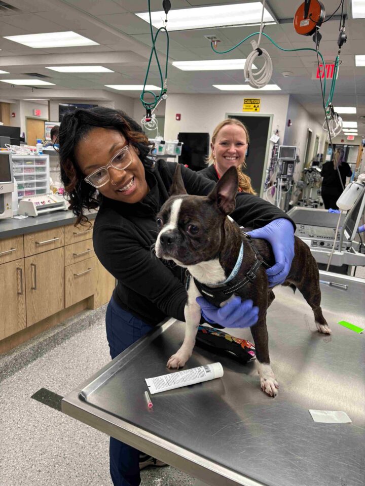 Dog Lab Work by Life Stage: Puppies to Seniors