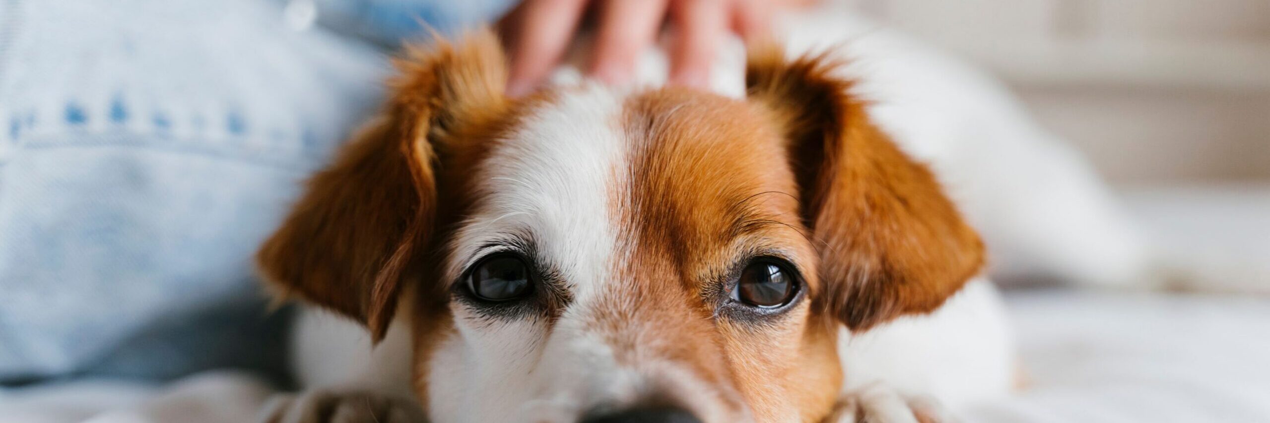 Can You Prevent Cancer in Your Pet?
