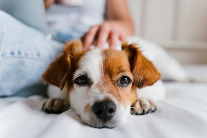 Can You Prevent Cancer in Your Pet?