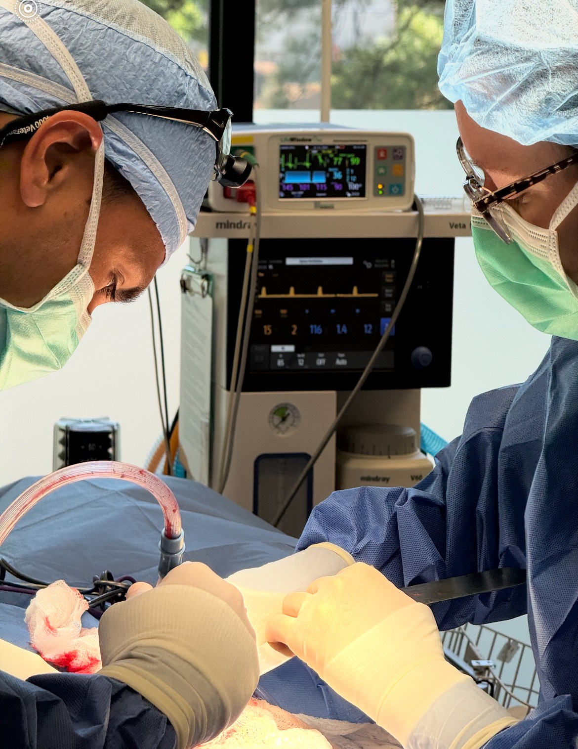 5 Steps to Prepare Your Pet for Surgery