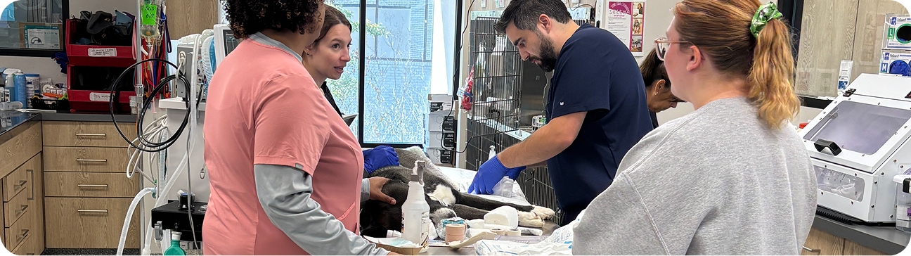 Team of Veterinarians from Dogwood in Marietta, GA