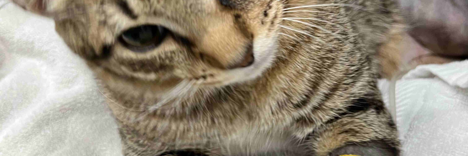 4 Types of Cat Cancer & Symptoms to Watch For