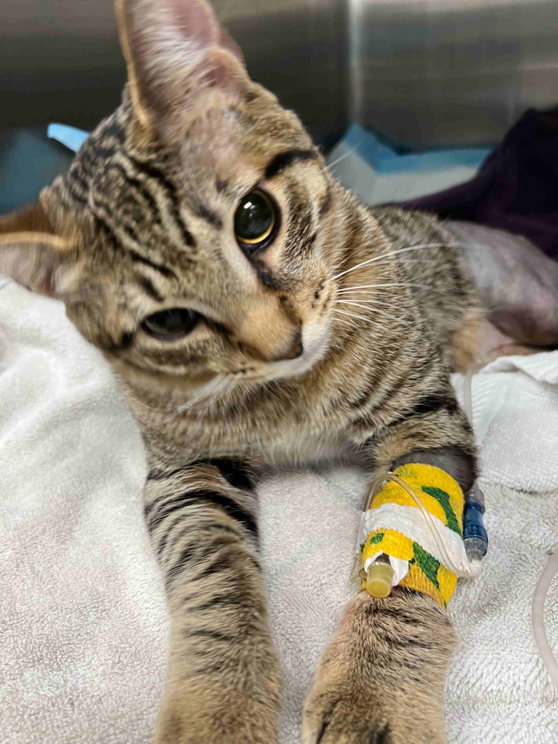 4 Types of Cat Cancer & Symptoms to Watch For