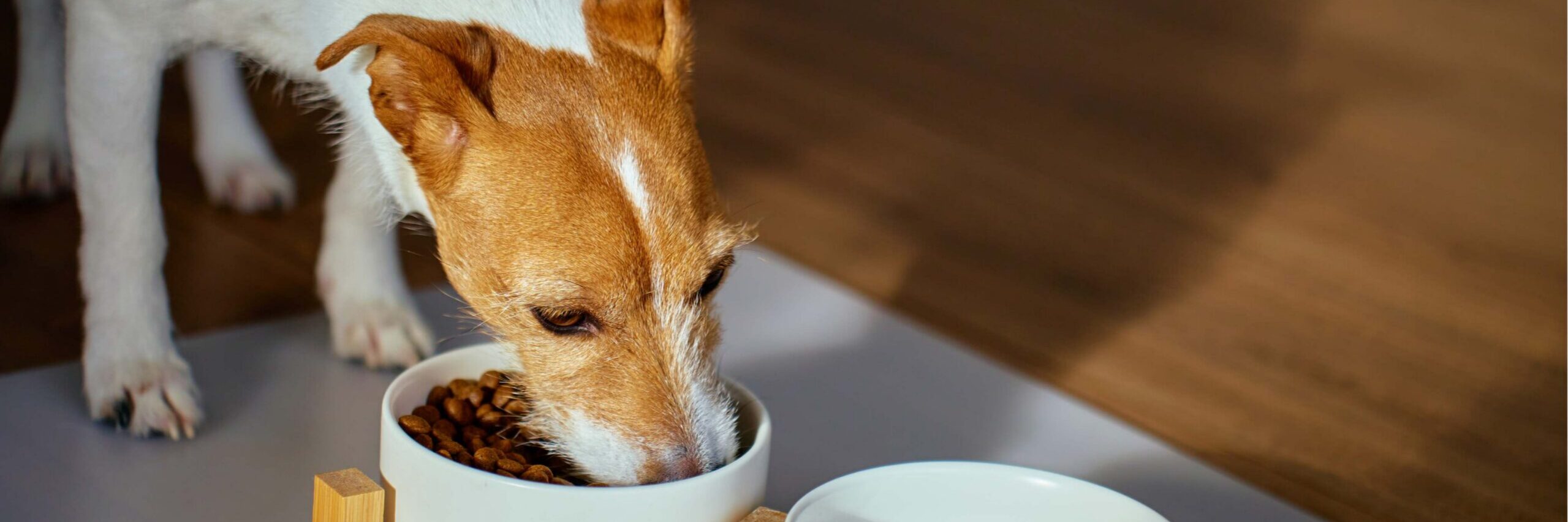 What Can Dogs Eat? A Vet's Guide to 24 Common Foods