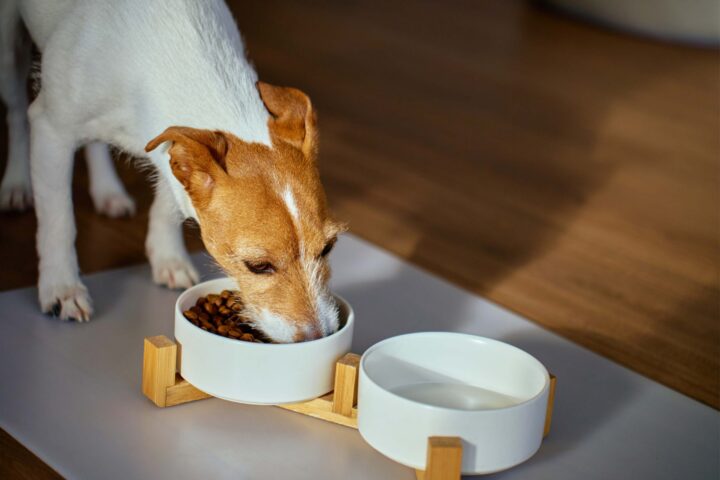 What Can Dogs Eat? A Vet's Guide to 24 Common Foods