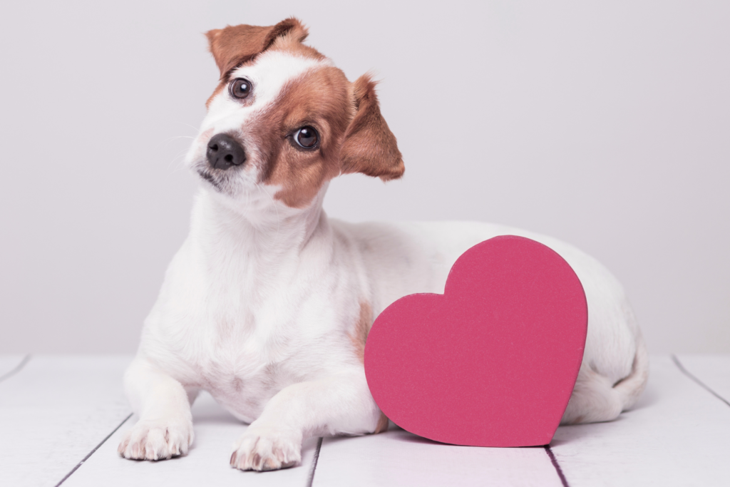 Dog Heart Disease: Your Top 12 Questions Answered