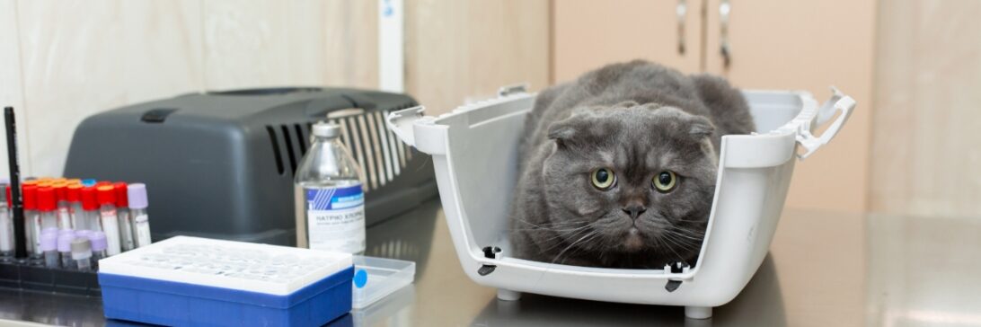 Blocked Cat Emergency: Signs of Urinary Obstruction and Why Every Minute Counts