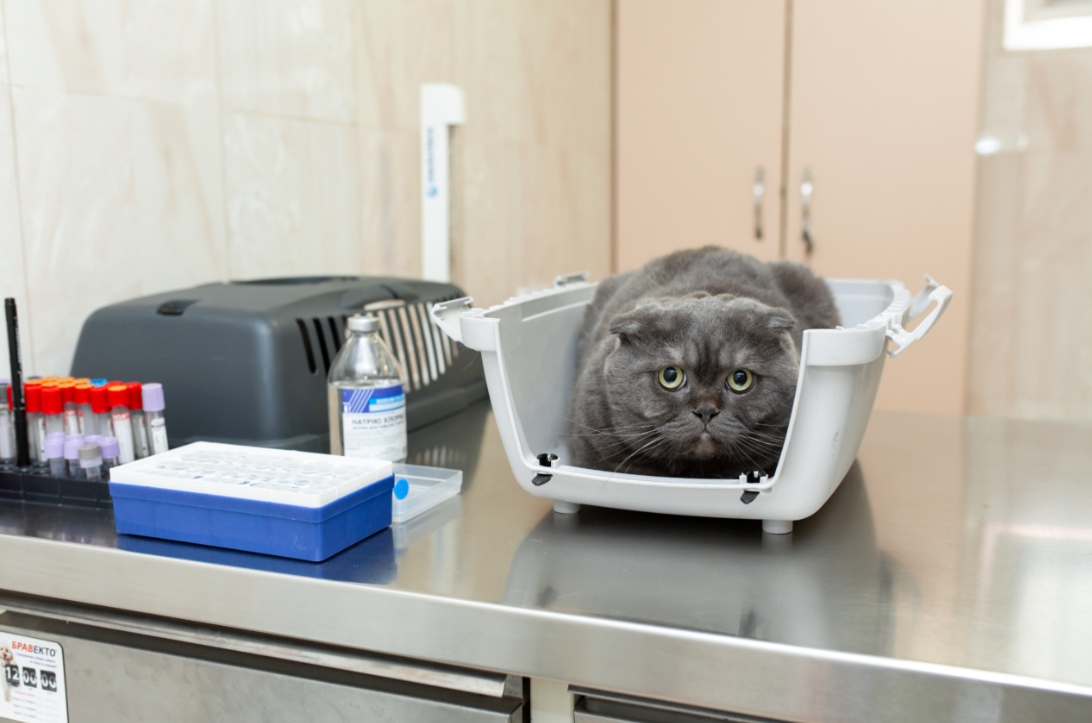 Blocked Cat Emergency: Signs of Urinary Obstruction and Why Every Minute Counts