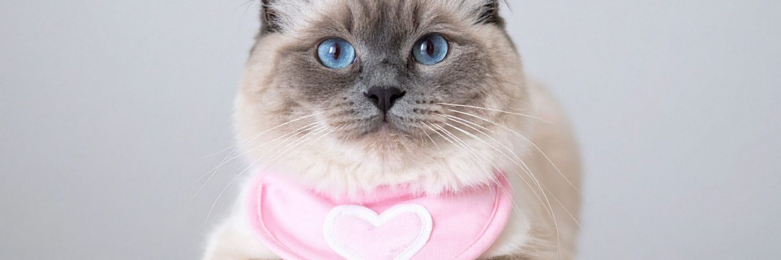 Cat Heart Disease: 10 Questions Every Cat Owner Should Ask