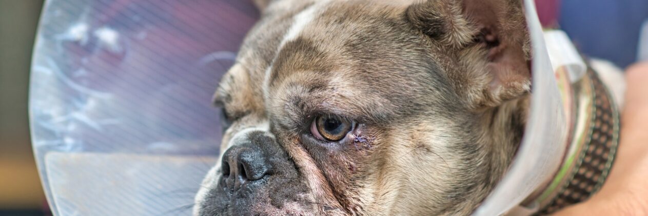 Dog Fight Injuries: Emergency Treatment and How to Prevent It From Happening Again
