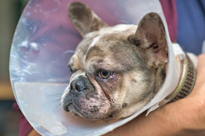 Dog Fight Injuries: Emergency Treatment and How to Prevent It From Happening Again