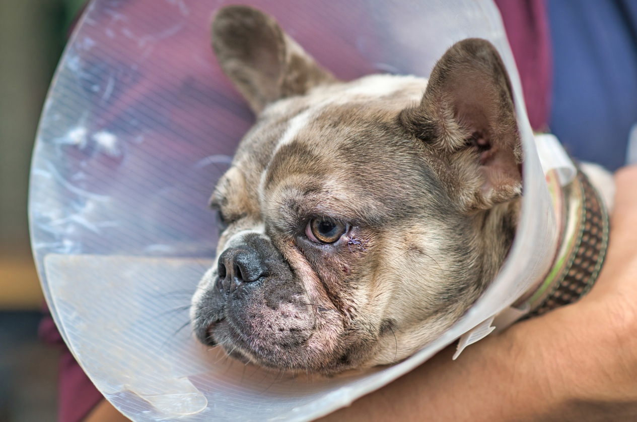 Dog Fight Injuries: Emergency Treatment and How to Prevent It From Happening Again