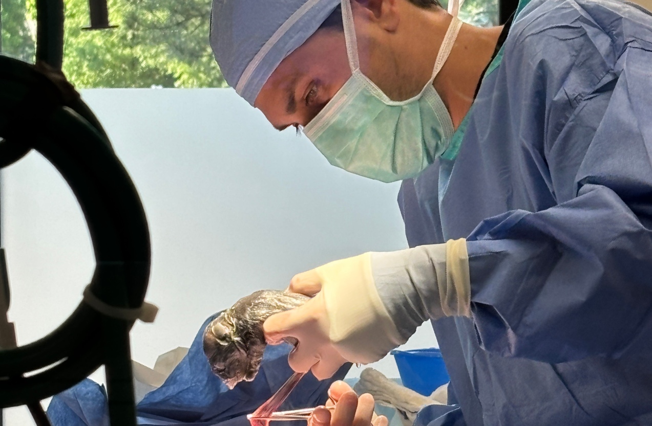 Emergency C-Section for Dogs and Cats: When Labor Becomes a Crisis