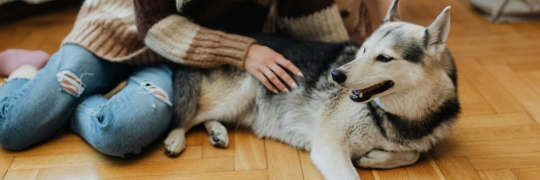 Found a Lump on Your Pet? When Skin Masses Need Removal and What to Expect