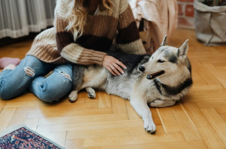 Found a Lump on Your Pet? When Skin Masses Need Removal and What to Expect