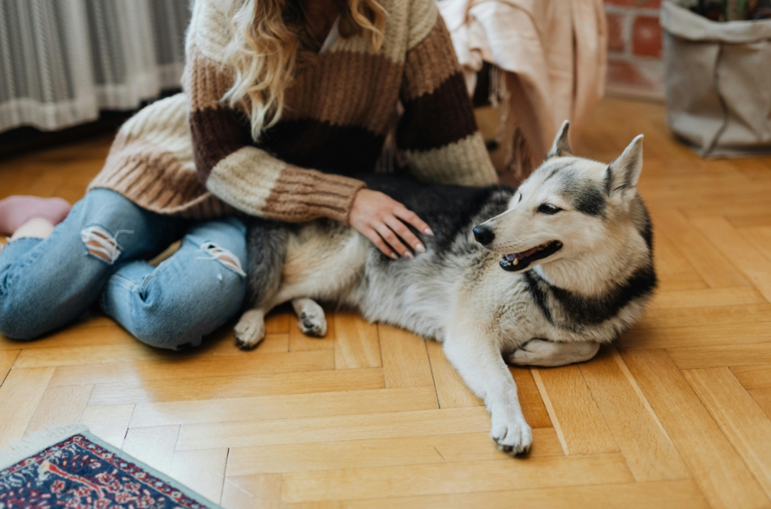 Found a Lump on Your Pet? When Skin Masses Need Removal and What to Expect