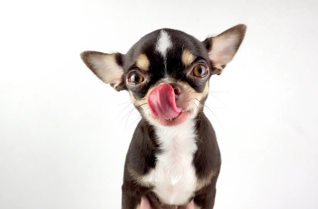 My Dog Ate Something They Shouldn't Have: Signs of Gastric Obstruction and What to Do