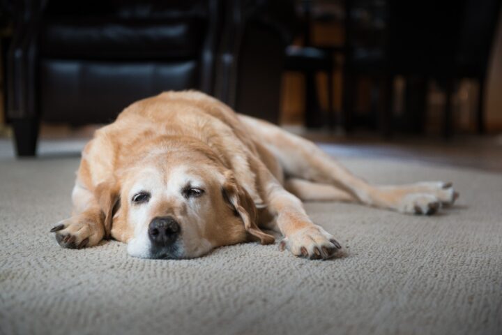 My Dog Is Bloated - Is It an Emergency? GDV Symptoms Every Owner Should Know