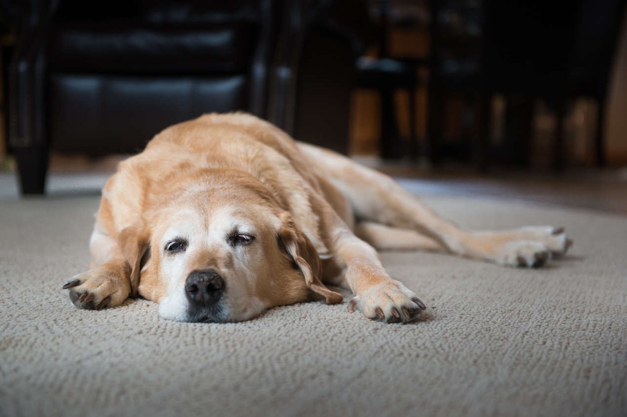 My Dog Is Bloated - Is It an Emergency? GDV Symptoms Every Owner Should Know