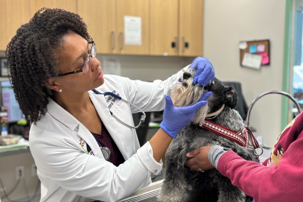My Pet Has a Chronic Illness -What Now?