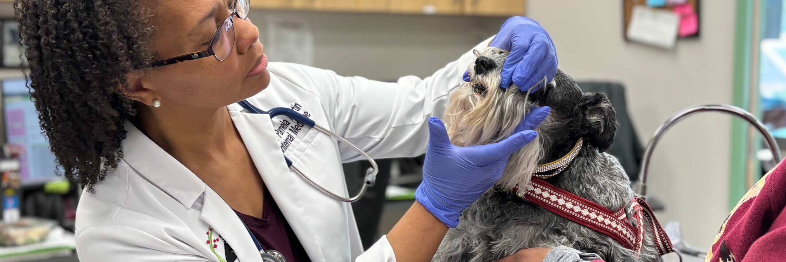 My Pet Has a Chronic Illness -What Now?