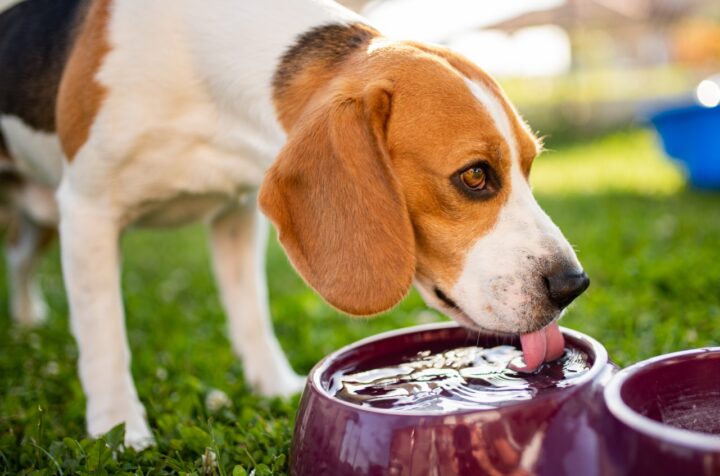 Is Your Pet Drinking Too Much Water? Signs of Diabetes in Dogs and Cats